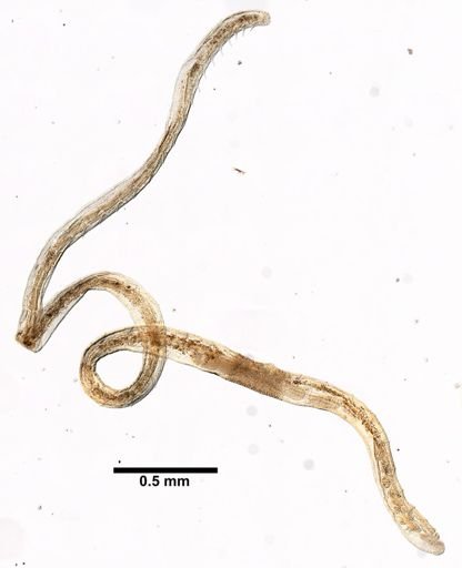 Lumbricillus codensis