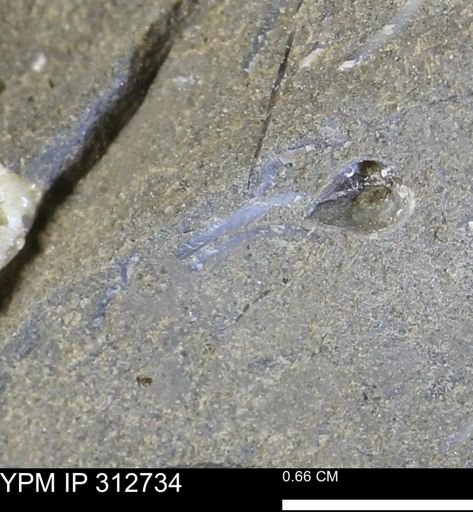 undet. Bivalvia