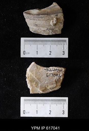 Plesielliptio sp.