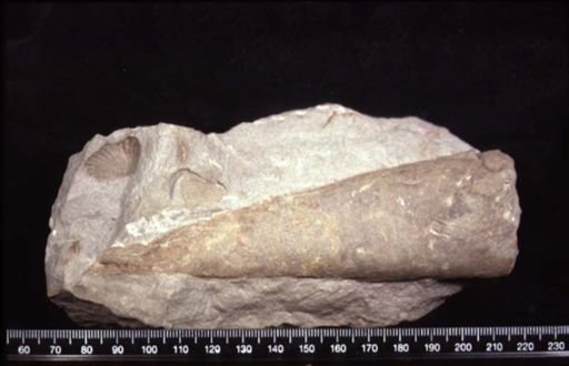 Bradfordoceras? cochlitum