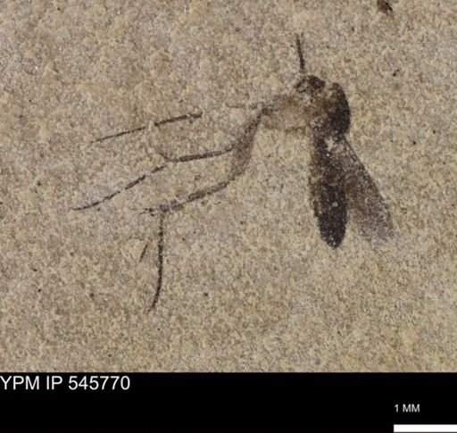 undet. Diptera