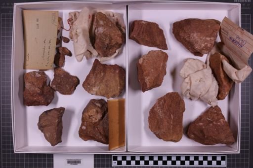 mixed taxa, stratigraphic collection