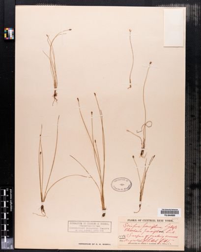 Eleocharis pauciflora