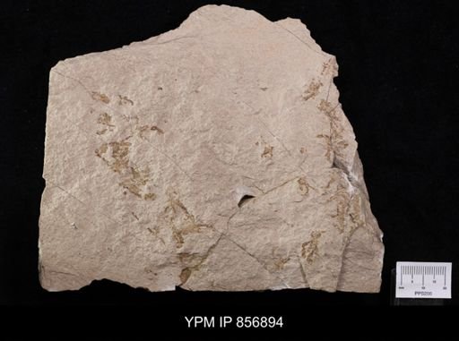 Callichimaera perplexa
