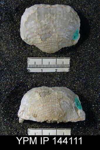 Productus (Dictyoclostus) indicus