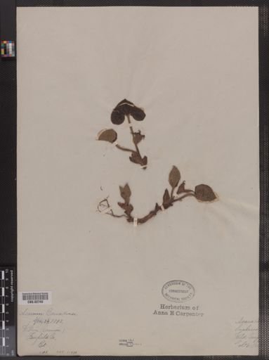 Asarum canadense