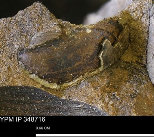 undet. Bivalvia