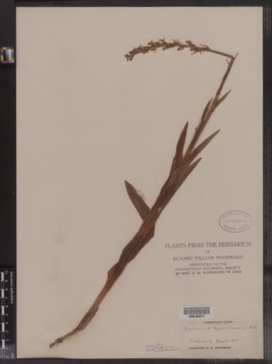 Habenaria hyperborea