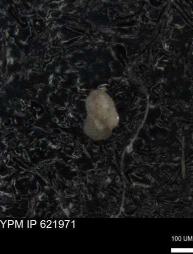 undet. Foraminiferida