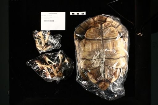 Gopherus agassizii