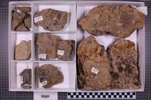 mixed taxa, stratigraphic collection