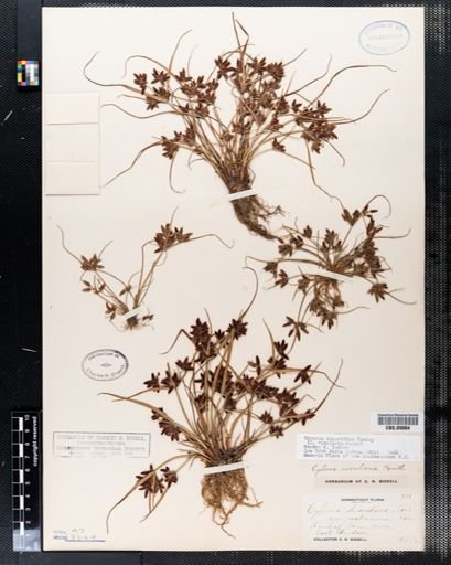 Cyperus bipartitus