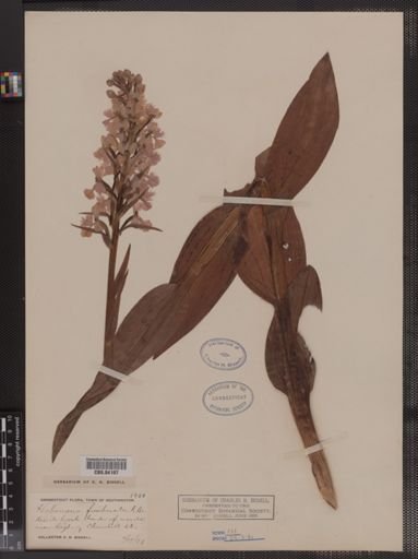 Habenaria fimbriata