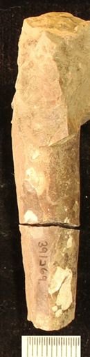 Baculites