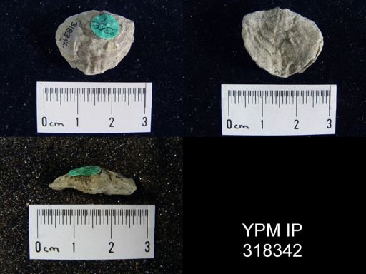 Atrypa hystrix occidentalis