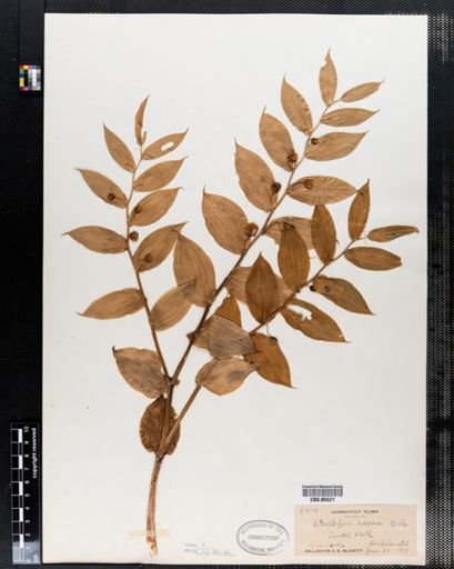 Streptopus roseus