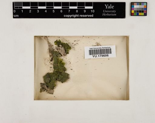 Plantae