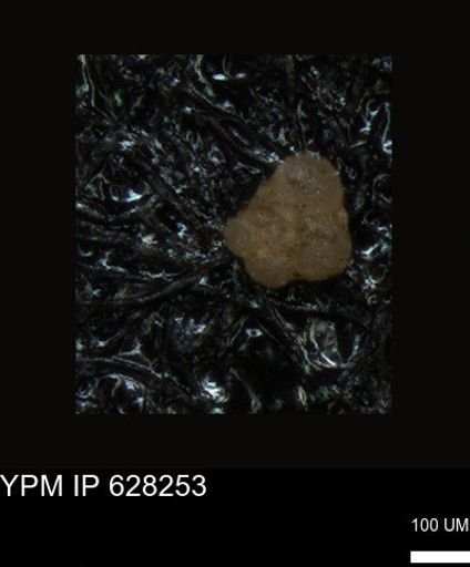 undet. Foraminiferida