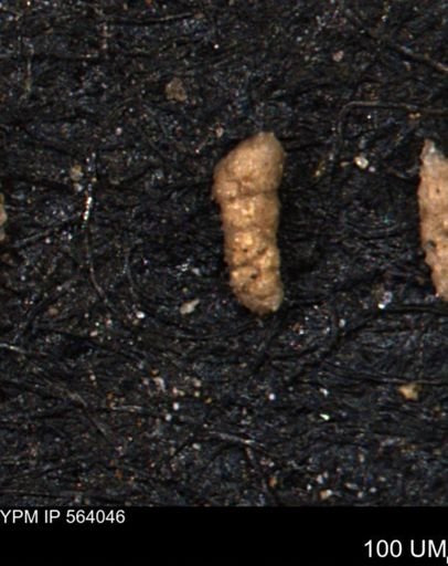 Verneuilinoides hectori