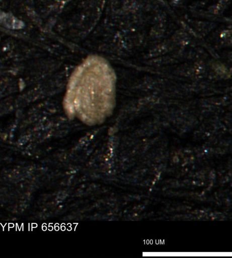 Spirolocammina planula