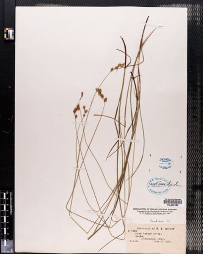 Carex tenera