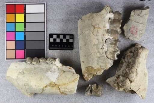 Brontotherium?