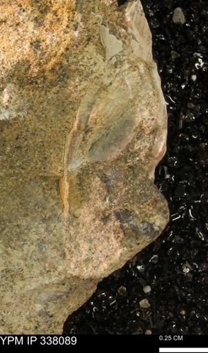 undet. Bivalvia