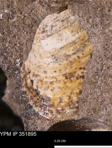 Limopsis striatopunctatus