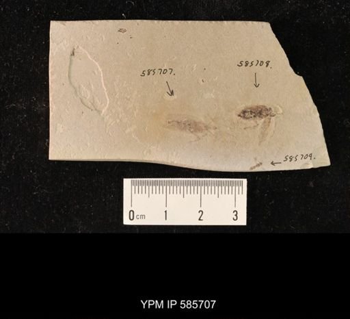 undet. Insecta