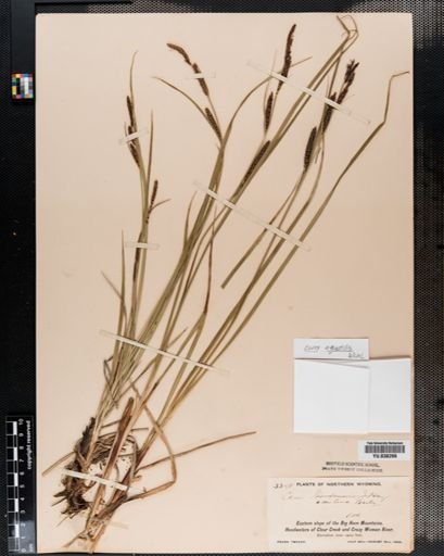 Carex aquatilis