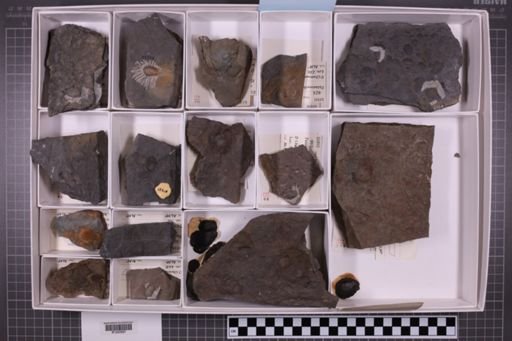 mixed taxa, stratigraphic collection