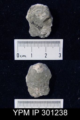 Pseudometoptoma sp.