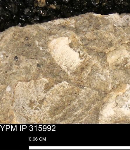 undet. Mollusca