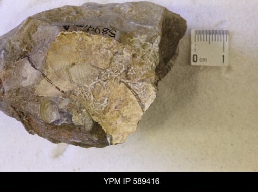 undet. Scaphitidae