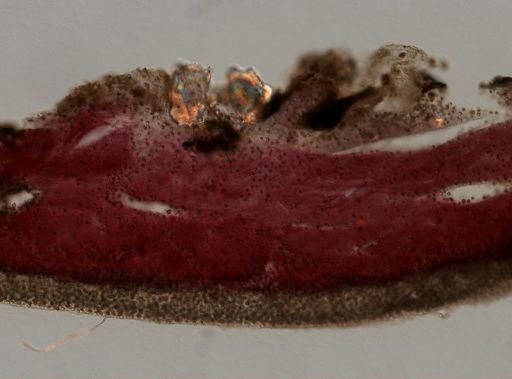 Chondrilla nucula