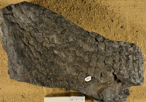 Lepidophloios