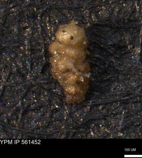 Verneuilinoides hectori
