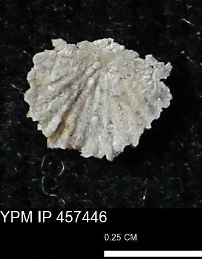 Stropheodonta sp.