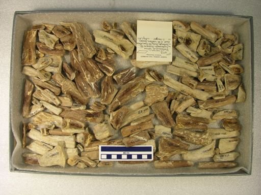 Platecarpus ictericus