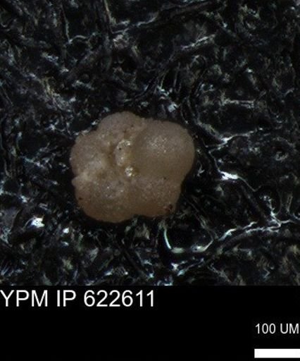 undet. Globorotaliidae