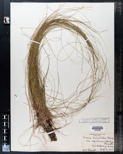 Carex scirpoidea