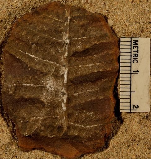 Pecopteris
