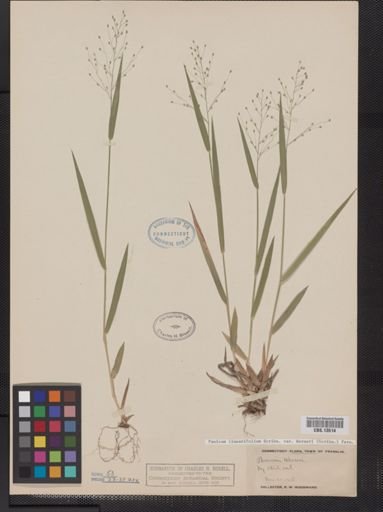Panicum linearifolium