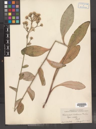 Hieracium scabrum