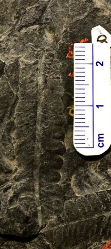 Pecopteris sp.