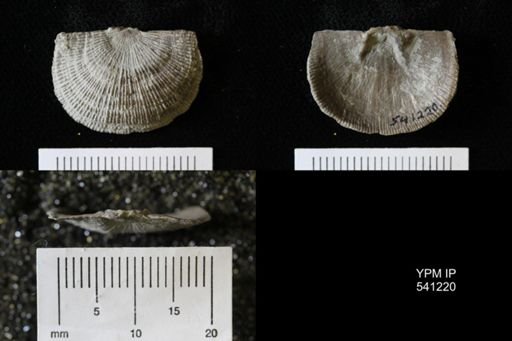 Schuchertella sp.