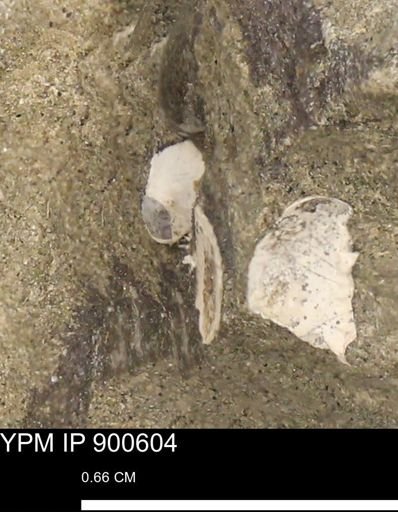 undet. Bivalvia