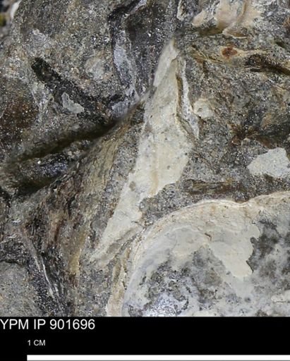 Inoceramus sp.