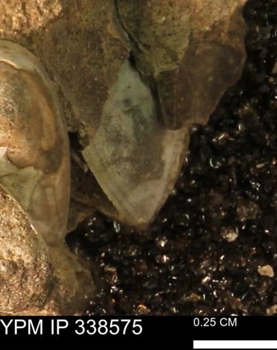 Protocardia subquadrata