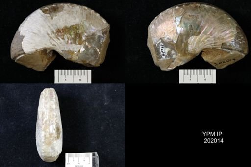 undet. Scaphitidae